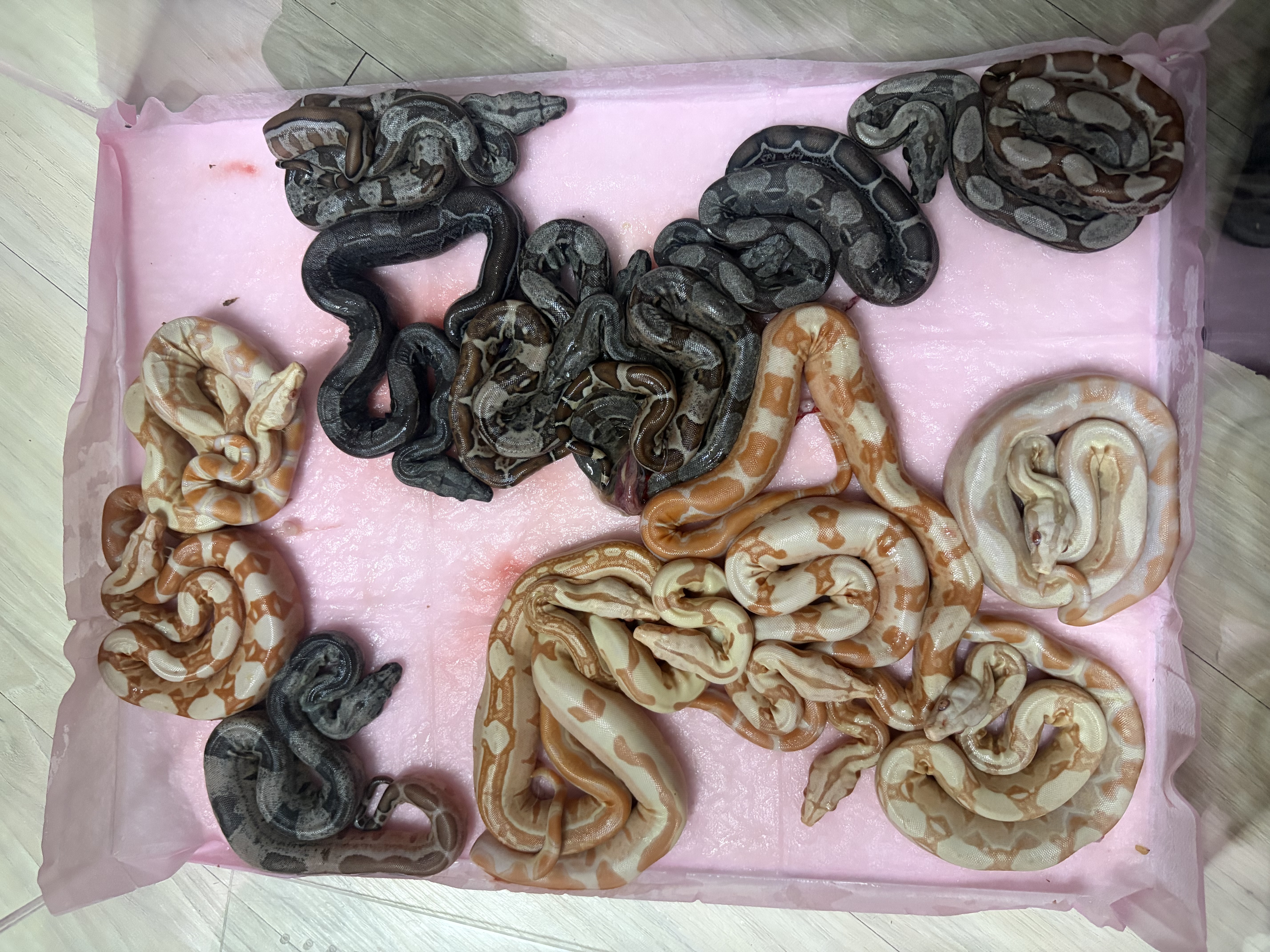 養爬殿 — 多樣品系幼體
